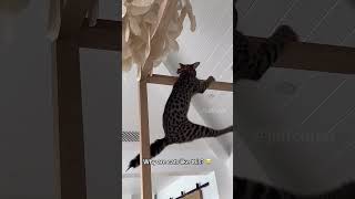 shortvideo cat mycatchannel funny catchannel yourcat funnycats petschannel yourpet pets [upl. by Ilrebma]