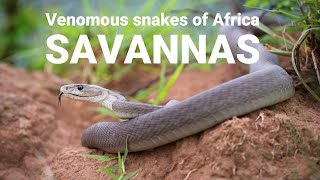 The venomous snakes of Africa  SAVANNAS Boomslang Rinkhals spitting cobras Black mamba [upl. by Elbon473]