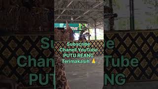 Wayang KARYA BUDAYAEdisi siang Unjungan Buyut Pilang Subscribe Chanell YouTube PUTU REANG [upl. by Lorsung]