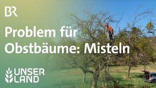 Problem Misteln auf Obstbäumen  Unser Land  BR Fernsehen [upl. by Akemrej]