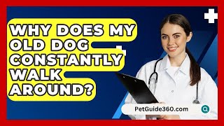 Why Does My Old Dog Constantly Walk Around  PetGuide360com [upl. by Wachtel]