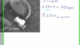 Calculating the Size of a Feature in a Micrograph [upl. by Siloum]