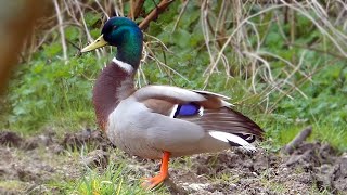 Mallard Calls  Duck Sounds [upl. by Cestar]