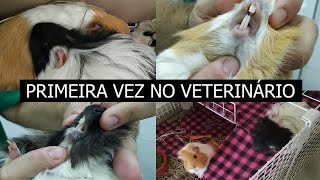 MINHA PORQUINHA DA ÍNDIA ESTA DOENTE  CONSULTA COM VETERINÁRIO [upl. by Amak]