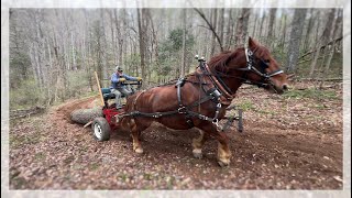 Horse Logging for our Barn Build  Jason Rutledge [upl. by Fenn361]