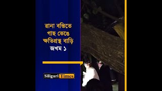 Tree uprooted causing damage to several houses in Siliguris Rana Basti Bangla [upl. by Lorna]