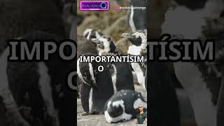 ¡Animales que Mudan la Piel facebook instagram funnyvideo fun funnyshorts funny [upl. by Yespmed]