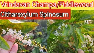 Vrindavan ChampaFifdlewoodCitharexylum spinosum plant care Most Fragrant flowering plant 💐 [upl. by Tirza]