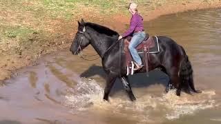 “Preacher”181H 12 yr old Percheron gelding [upl. by Gorrono]