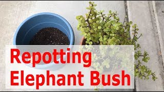 How to Repot a large Portulacaria Afra Elephant Bush plant [upl. by Bannon]