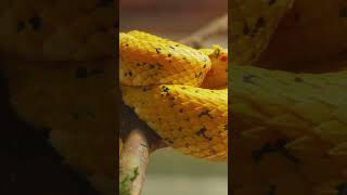 Bush Viper The Colorful Predator BushViper VenomousSnakes WildlifeInAfrica [upl. by Chandal]