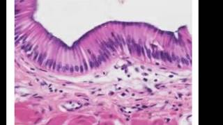 Epithelial Histology Review [upl. by Minerva]