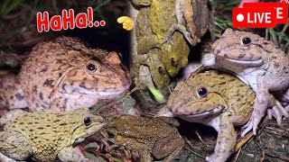 🐸Boing Boing web catching frogs🐸flying and Jumping Part 6 [upl. by Ruy]