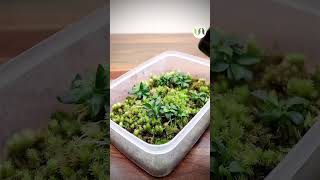 Anubias and moss propagation box [upl. by Thetis]