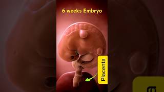 Incredible 3D Animation of 6 weeks Pregnancy  MindBlowing Visualization pregnant August 26 2024 [upl. by Bergren]