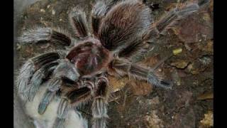 Biggest spider in the world that can consume rabbit [upl. by Onafets]