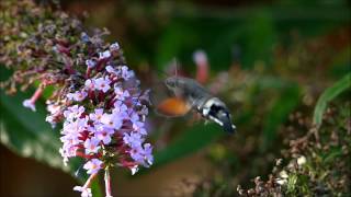 Kolibrievlinder weer op Texel Colibri butterfly Macroglossum stellatarum [upl. by Mungam]