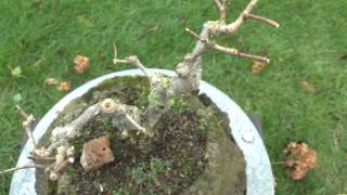 Bonsai Hydrange Paniculata cutting Information [upl. by Selrahcnhoj]