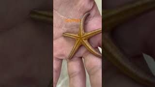 Starfish in Marco Island with AshersCrazyCreatures [upl. by Regen349]