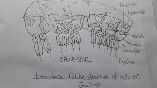 Leucosolenia Cellular Structure of body wzll biology diagram easy way [upl. by Linder]