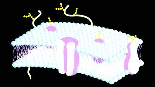 La membrana plasmática y transporte de moléculas [upl. by Segalman]
