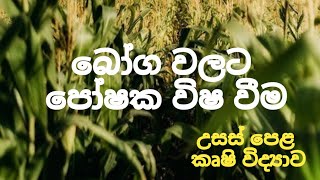 බෝග වලට පෝෂක විෂ වීම​ ALAgriculturalScience [upl. by Canica]