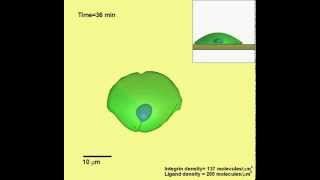 Dynamic Modeling of Cell Migration and Spreading Behaviors on Fibronectin Coated Planar Substrates [upl. by Opportuna791]