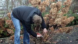 How to prune a Hydrangea paniculata [upl. by Armbruster623]