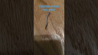 Crested Gecko Tail Drop [upl. by Zenia649]