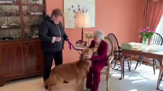 Daniel Golden Retriever wishes Betty a Happy Birthday [upl. by Kecaj]