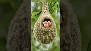 Part 1 Smart Birds 🐦 shorts amazingfacts birds interestingfacts animals factsinhindi new [upl. by Paco]