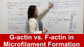 Microfilament Formation G actin vs F actin [upl. by Keir]