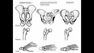 Bipedalism [upl. by Nospmis]