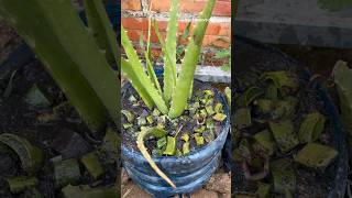 Aloe Vera plant care growingshortssatisfying [upl. by Pyle]