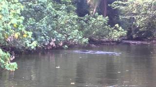 Tapirs mating in the water [upl. by Lampert]