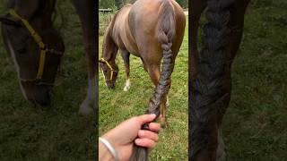 Thick Tail 🥵 longhair horsehair hairhealth horsegrooming equestrian horsebraid [upl. by Annadroj]