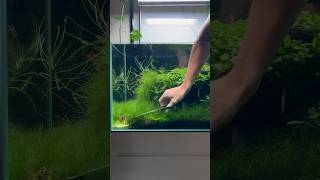 Lawn maintenance youtubeshorts aquarium fish youtube plants [upl. by Paynter252]