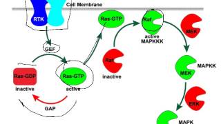 GTPase cycles control Ras and Tubulin [upl. by Vrablik]