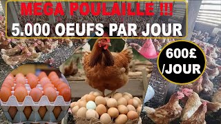 Devenir Millionnaire en 2 Ans avec LElevage des Poules Pondeuses [upl. by Yllrebmik]