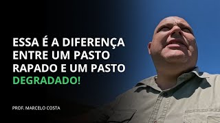 ESSA É A DIFERENÇA ENTRE EM UM PASTO RAPADO E UM DEGRADADO  PROF MARCELO COSTA [upl. by Annotahs93]