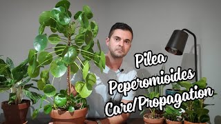 Pilea Pepermioides Care and Propagation  This Thing Is Huge [upl. by Calloway]