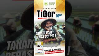 maxxiagri  solusi herbisida TIGOR 10WP Tanam padi Bebas gulma recommended shorts [upl. by Rania951]