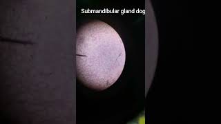 Submandibular gland dog [upl. by Devy]