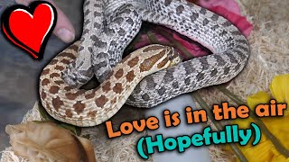 Pairing our Snakes for Breeding [upl. by Phineas]