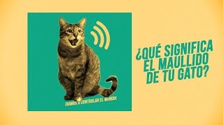 ¿Qué te quiere decir tu gato con su maullido 🎶😸😾😿🎶  ¡Hay 6 tipos de miaus 🔊 [upl. by Macilroy]