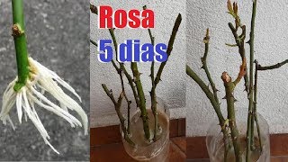 TUTORIAL  como hacer rosa con cinta y armar un ramo 🌹💖 paso a paso [upl. by Terrance]