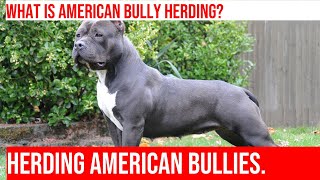 Herding With American Bullies Uncovering Their Hidden Talent [upl. by Nemrak]