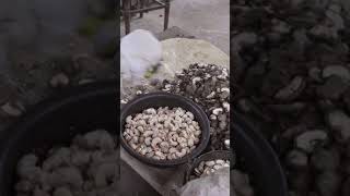 How Cashew Nuts Are Grown [upl. by Roinuj]