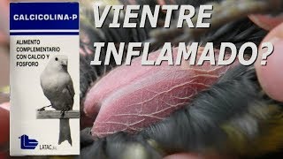 🐤PAJAROS CON VIENTRE INFLAMADO🐦 [upl. by Apostles]