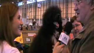 Portuguese Water Dog at Crufts [upl. by Vacuva]